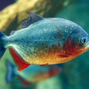 Red-bellied piranha swimming in a freshwater aquarium