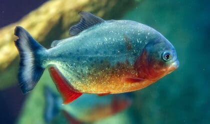 Red-bellied piranha swimming in a freshwater aquarium